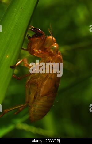 Cicada exoskeleton Stock Photo