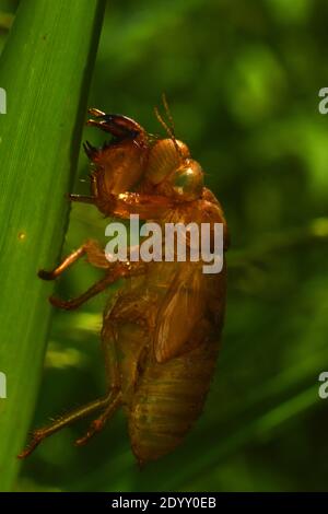 Cicada exoskeleton Stock Photo