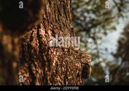 Detail of tree bark lit by angled winter sun in a forest. Stock Photo