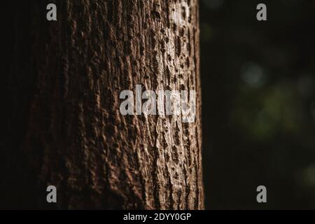 Detail of tree bark lit by angled winter sun in a forest. Stock Photo