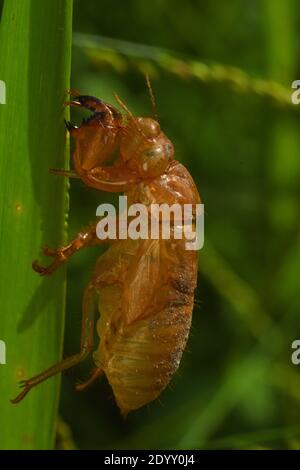 cicada exoskeleton clinging to a blade of grass Stock Photo