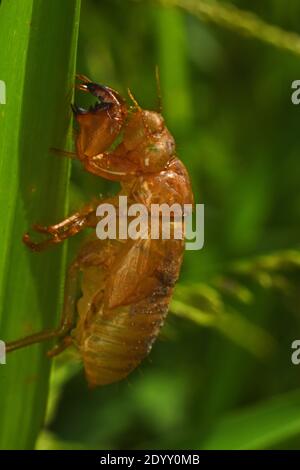 cicada exoskeleton clinging to a blade of grass Stock Photo