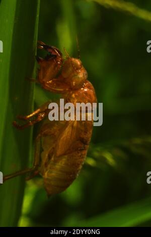 cicada exoskeleton clinging to a blade of grass Stock Photo