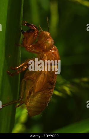 cicada exoskeleton clinging to a blade of grass Stock Photo