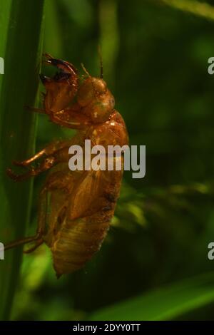 cicada exoskeleton clinging to a blade of grass Stock Photo