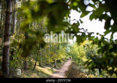 General view of Beechenhurst Forest in the Forest of Dean, Gloucestershire, UK Stock Photo