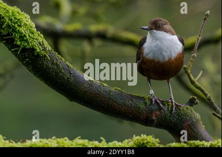 Dipper on branch in Lathkill Dale, Derbyshire, England Stock Photo