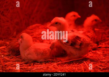 Group of newborn chicken under red heating lamp Stock Photo