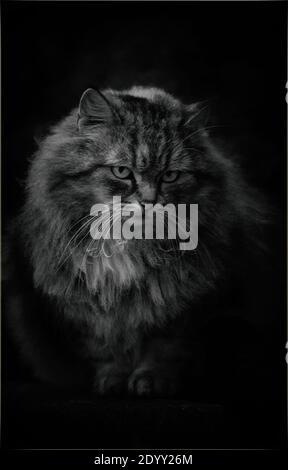 Cat in the garden. Cat sitting on the fence of the house. Stock Photo