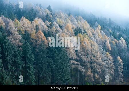 Österreich, Niederösterreich, Scheibbs, Herbstwald mit Raureif auf dem Weg zum Blassenstein Stock Photo