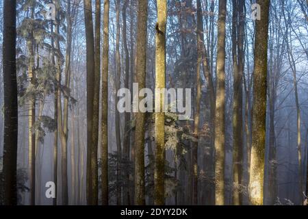 Österreich, Niederösterreich, Scheibbs, Lichteinfall in einen Wald Stock Photo