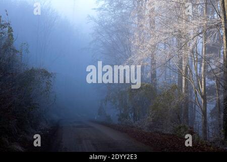 Österreich, Niederösterreich, Scheibbs, Lichteinfall in einen Wald Stock Photo