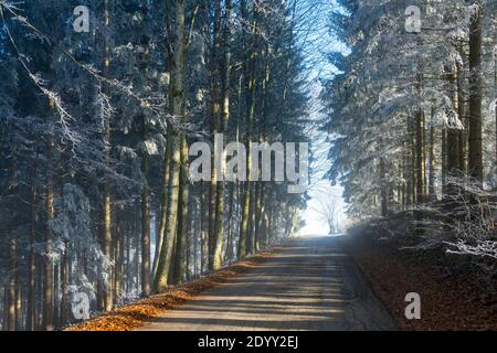 Österreich, Niederösterreich, Scheibbs, Wald mit Raureif Stock Photo