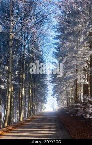 Österreich, Niederösterreich, Scheibbs, Wald mit Raureif Stock Photo