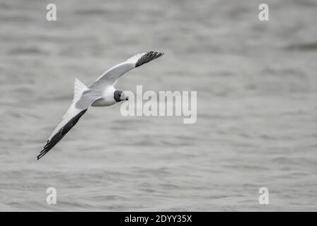 Sabine's Gull flying, Delaware Bay, US Stock Photo