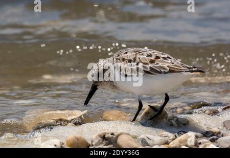 Sanderling feeding in water's edge, Delaware Bay, US Stock Photo