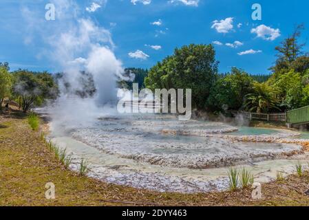 Geyser at Wairakei Terraces in New Zealand Stock Photo