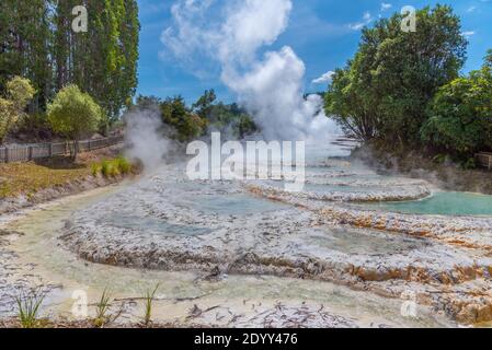 Geyser at Wairakei Terraces in New Zealand Stock Photo