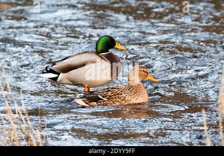 Drake and Hen Mallard Ducks on the River Almond, West Lothian. Stock Photo