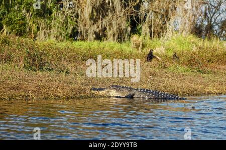 American alligator; lying half in water, riverbank, Alligator mississippiensis; animal; nature; reptile; wildlife; Myakka River State Park; Florida; S Stock Photo