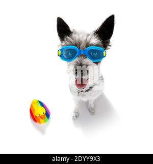 poodle terrier dog wearing with swim cap and goggles with rubber plastik duck, ready for the swimming pool, isolated on white background Stock Photo