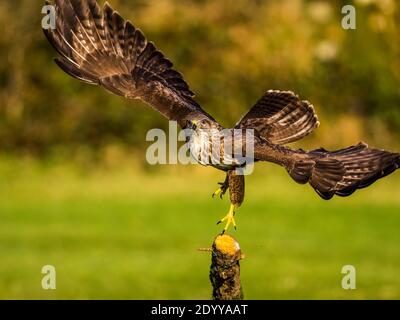 A young common buzzard in rural mid Wales Stock Photo