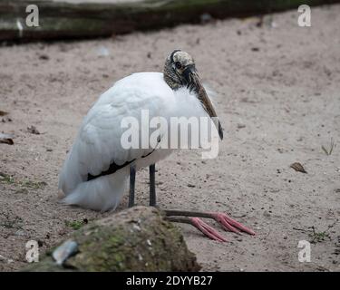 Wood stork close-up profile resting on ground displaying white and black fluffy feathers plumage, head, eye, long beak, long neck, in its environment Stock Photo