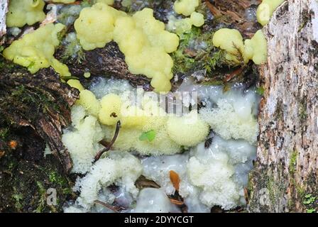 Ceratiomyxa  porioides, also called Ceratiomyxa fructiculosa var. porioides, commonly known as Coral slime mold Stock Photo