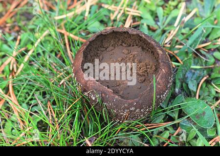 Lycoperdon utriforme, also called Calvatia caelata and Handkea utriformis, commonly known as mosaic puffball, wild fungus from Finland Stock Photo