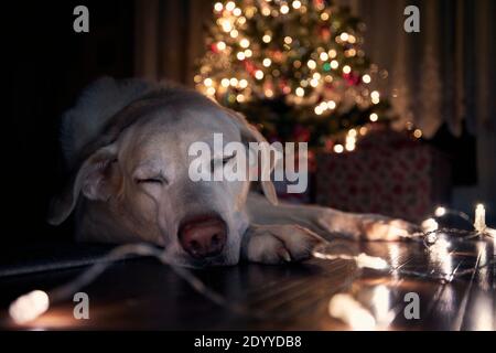 Festive evening at home. Cute dog sleeping on floor against illuminated Christmas tree with presents. Stock Photo