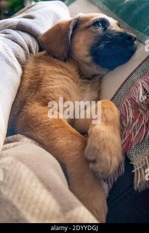 Two month old puppy sitting on the sofa on a blanket Stock Photo