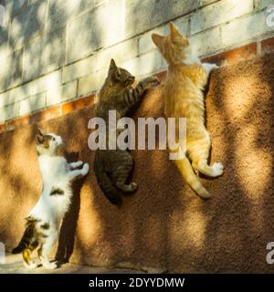 three funny cats are competing who will jump higher on the wall of the house. Stock Photo