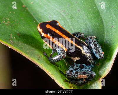 Amazonian Poison Frog (Ranitomeya ventrimacula) on a leaf in the rainforest, Ecuador Stock Photo