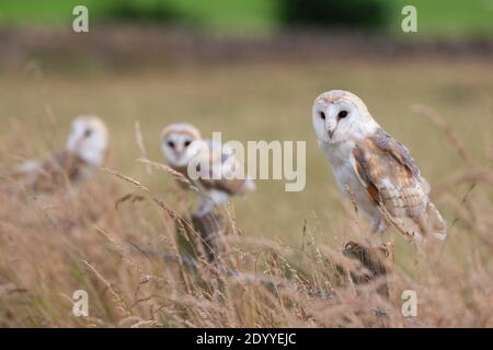 Barn owls (Tyto alba), Controlled, Cumbria, UK Stock Photo