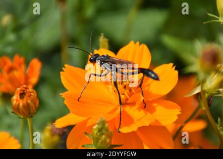 I created this macro-Picture of a Thread-Waisted Wasp on a flower or Wasps on a flower to practice my macro photography skills. Stock Photo