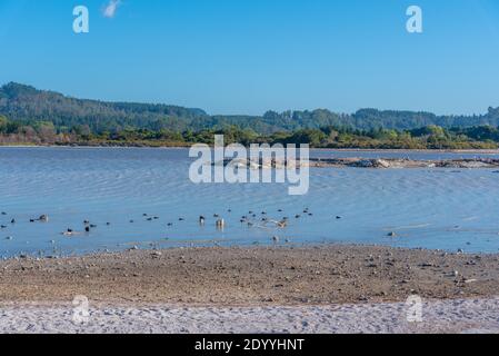 Sulphur point at Rotorua, New Zealand Stock Photo