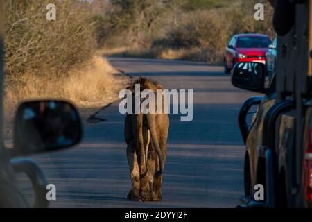 A male lion crossing the street in South Africa with cars in the background Stock Photo