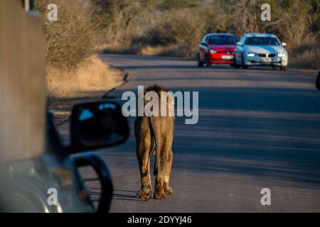 A male lion crossing the street in South Africa with cars in the background Stock Photo