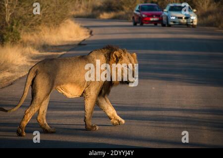 A male lion crossing the street in South Africa with cars in the background Stock Photo