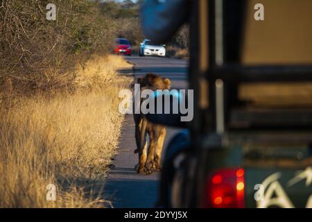 A male lion crossing the street in South Africa with cars in the background Stock Photo