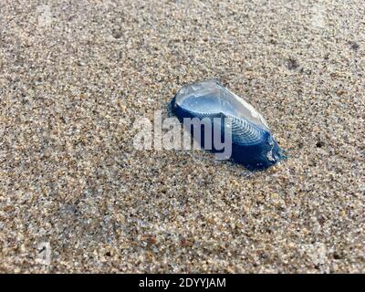 barchetta di San Pietro, a floating colony of polyps the blue polyps are attached to a chitinous float equipped with a sail that brings the colony Stock Photo