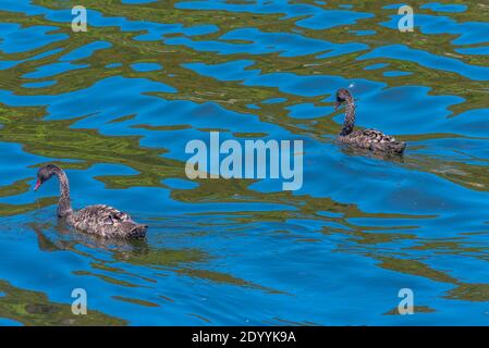 Black swans at lake Rotomahana in New Zealand Stock Photo