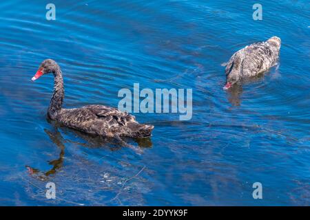 Black swans at lake Rotomahana in New Zealand Stock Photo