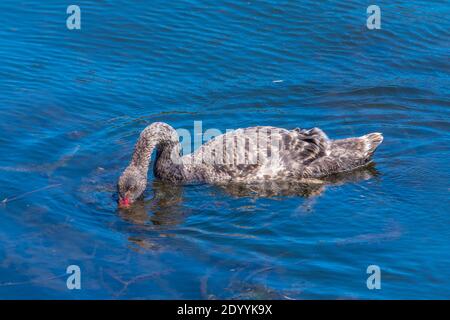 Black swans at lake Rotomahana in New Zealand Stock Photo