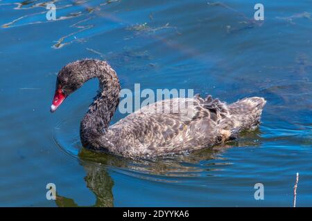 Black swans at lake Rotomahana in New Zealand Stock Photo