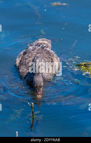 Black swans at lake Rotomahana in New Zealand Stock Photo