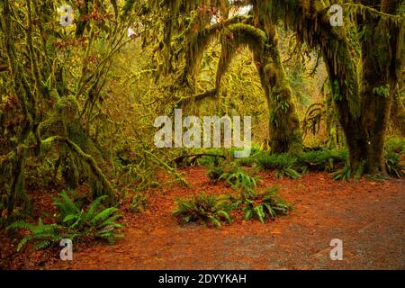 WA18923-00...WASHINGTON - Moss hung Big Leaf Maple trees in the Hall of Mosses, part of the Hoh Rain Froest in Olympic National Park. Stock Photo