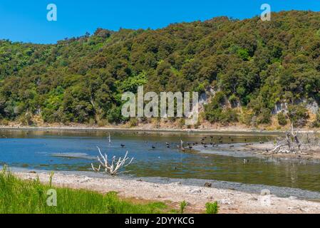 Black swans at lake Rotomahana in New Zealand Stock Photo