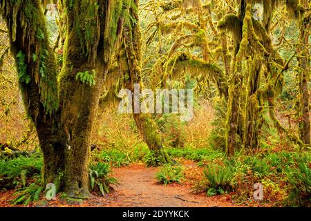 WA18925-00...WASHINGTON - Moss hung Big Leaf Maple trees line the trail through the Hall of Mosses, part of the Hoh Rain Froest in Olympic National Pa Stock Photo