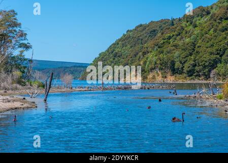 Black swans at lake Rotomahana in New Zealand Stock Photo